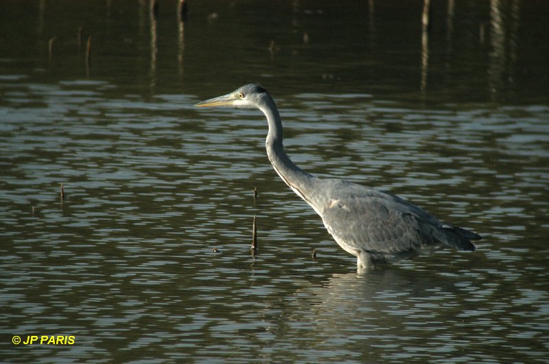 Ardea cinerea