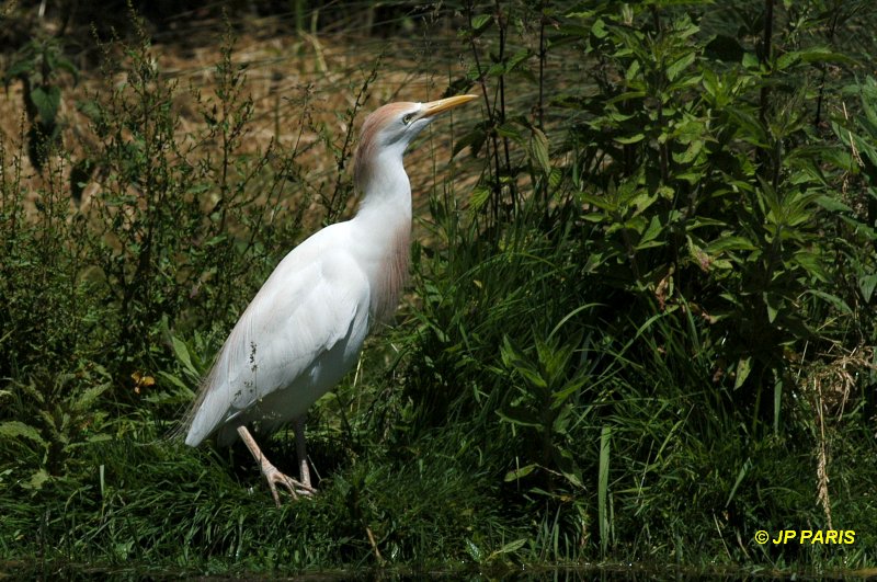Bubulcus ibis