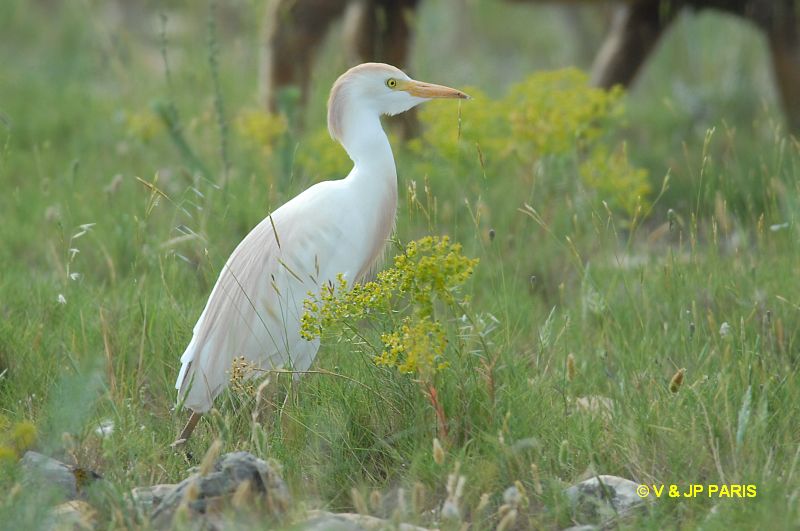 Bubulcus ibis