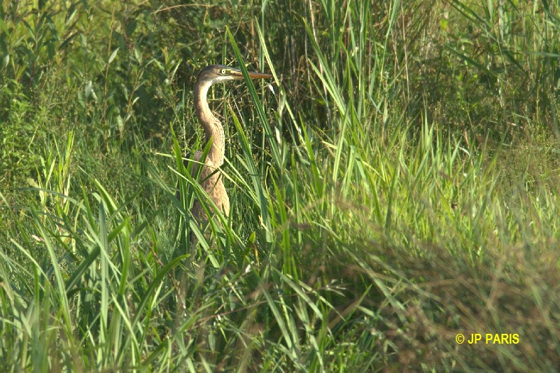 Ardea purpurea