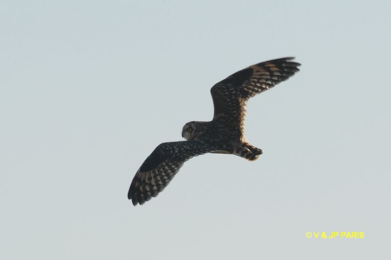 Asio flammeus