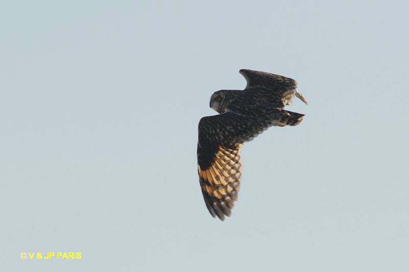 Asio flammeus