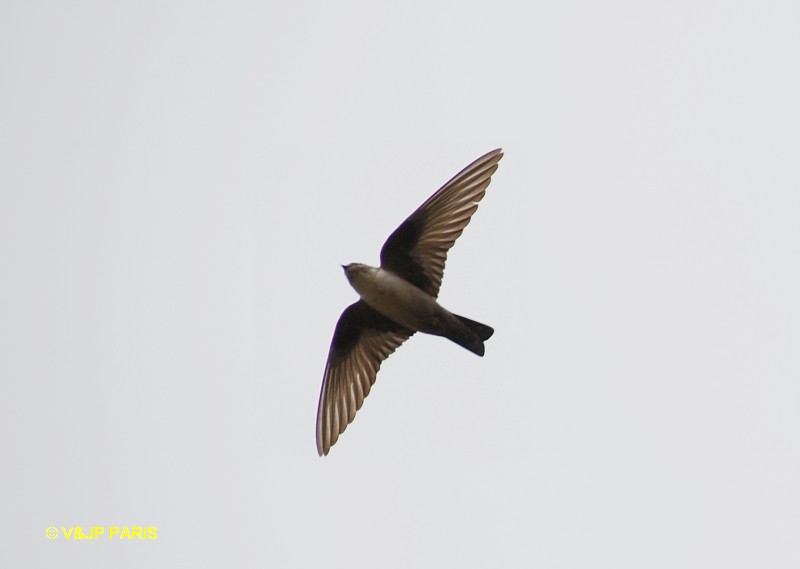 Hirondelle de rochers