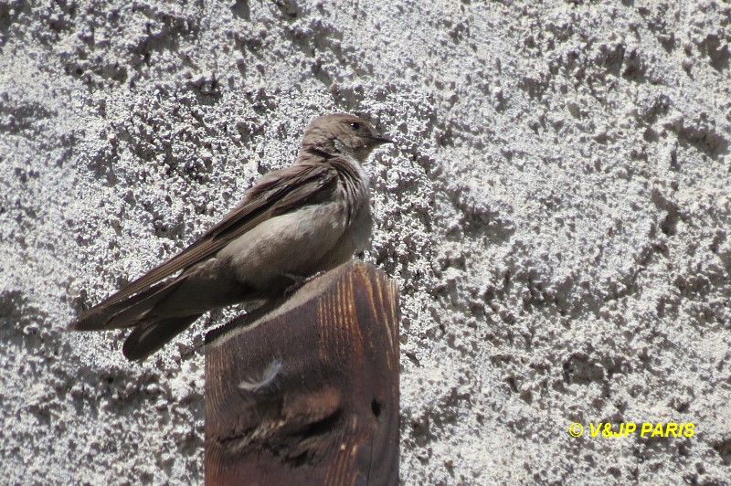 Hirondelle de rochers