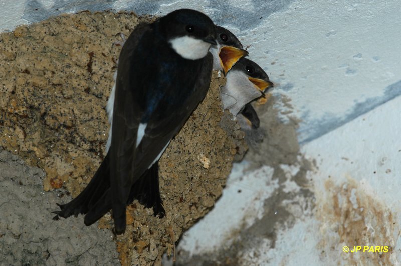 Delichon urbicum