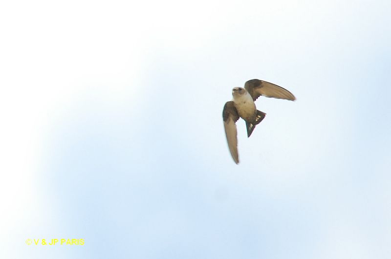 Hirondelle de rochers