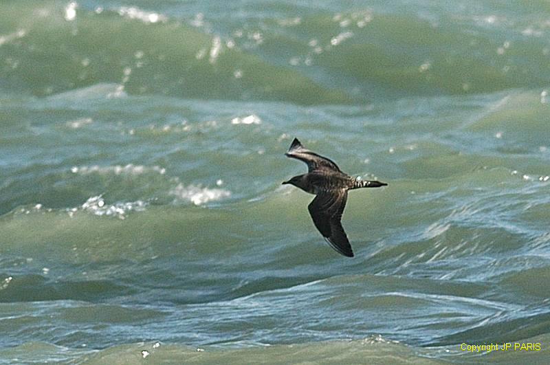 Stercorarius longicaudus