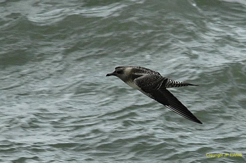Stercorarius longicaudus