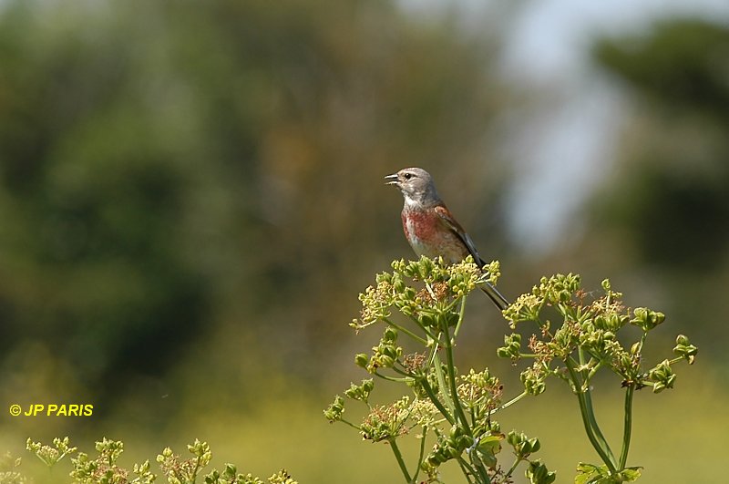 Linotte mélodieuse