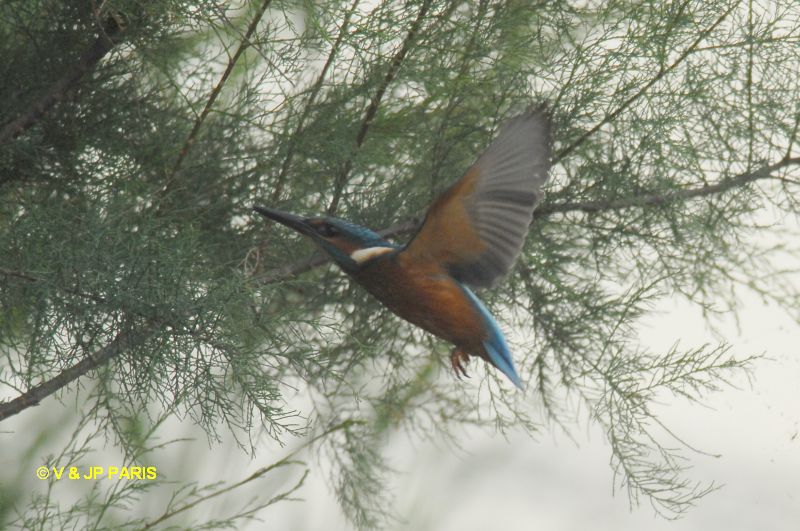 Alcedo atthis