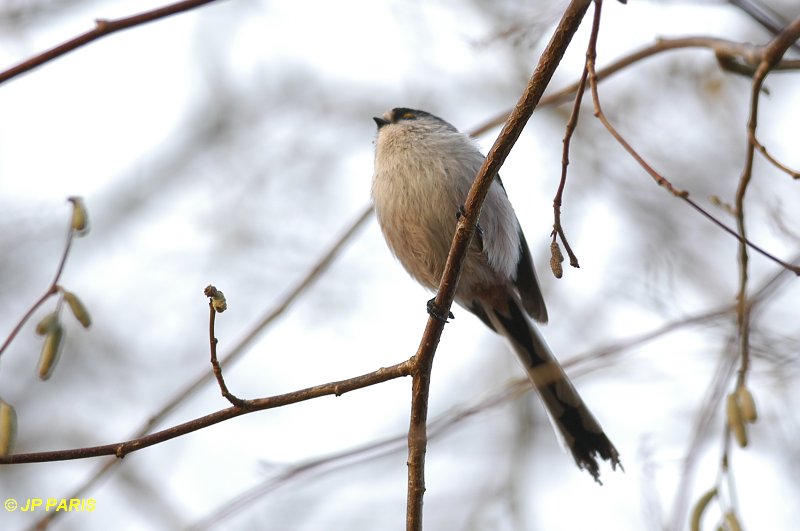 Aegithalos caudatus