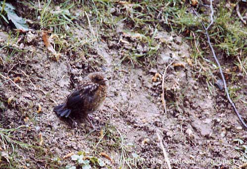 Turdus merula