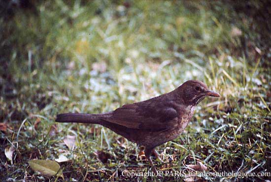Turdus merula