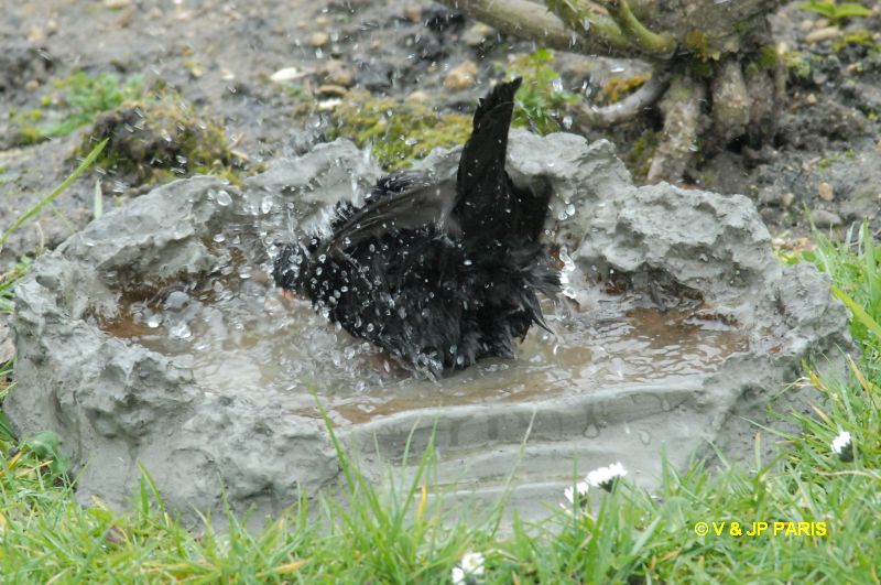 Turdus merula