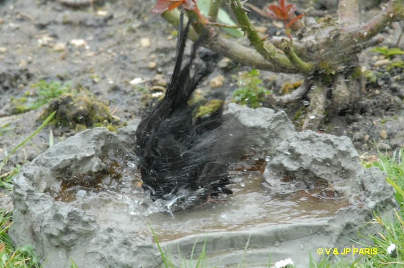 Turdus merula