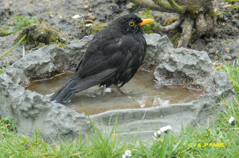 Turdus merula