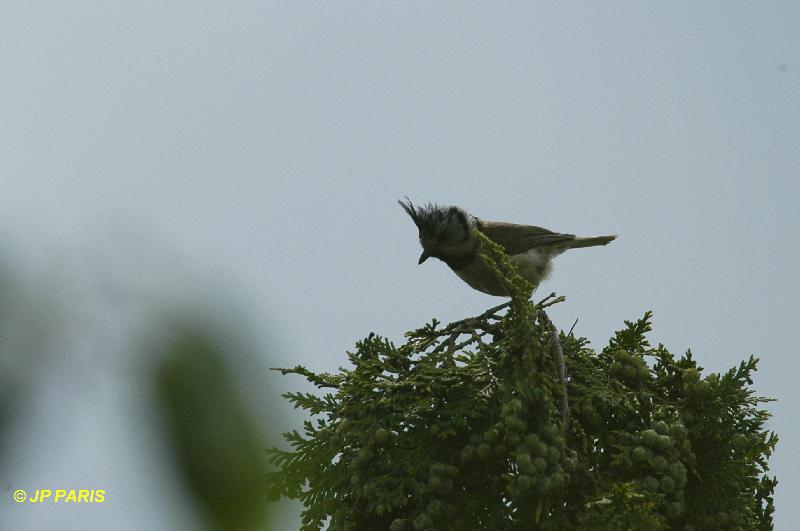 Mésange huppée