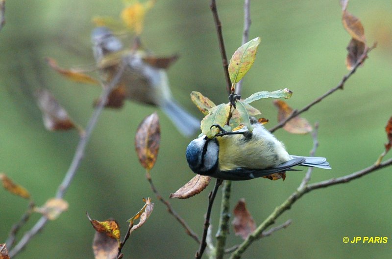 Cyanistes caeruleus