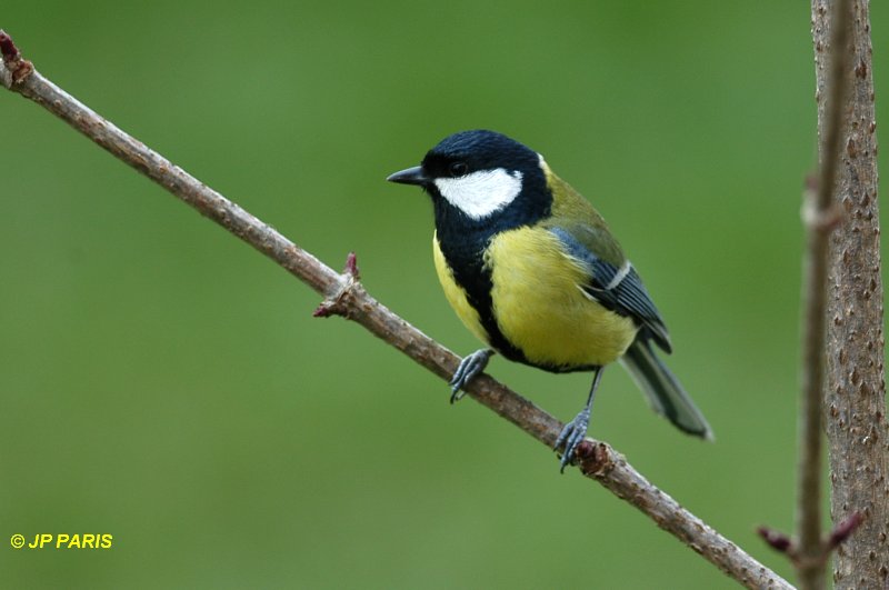 Parus major