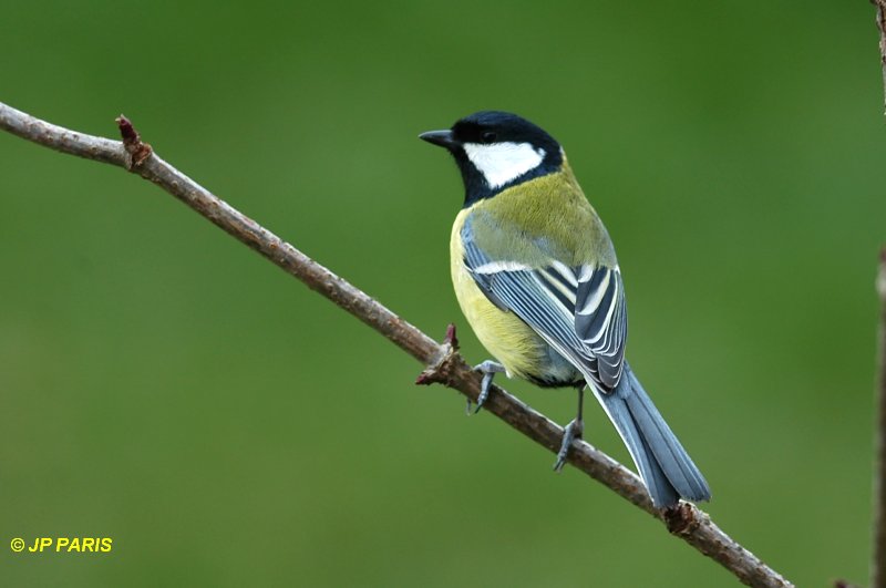 Parus major