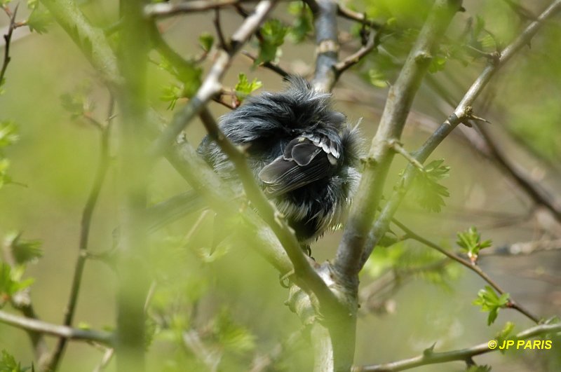 Parus major
