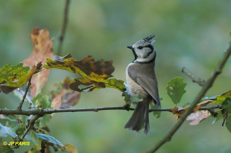 Mésange huppée