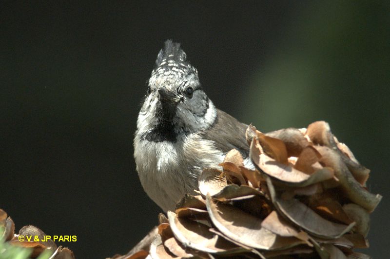 Mésange huppée