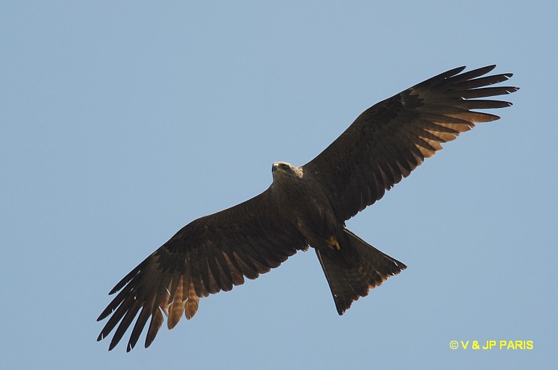 Milvus migrans