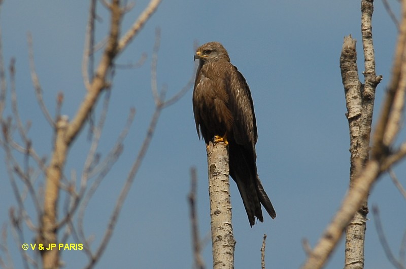 Milvus migrans