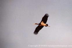 Cigogne noire