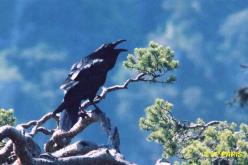 Grand Corbeau