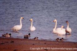 Cygne siffleur