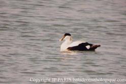Eider à duvet