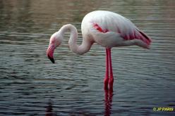 Flamant rose