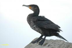 Grand Cormoran