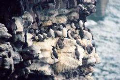 Guillemot marmette