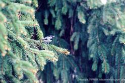 Mésange noire
