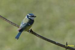 Mésange bleue