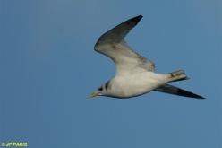 Mouette tridactyle