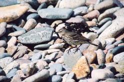 Pipit maritime