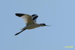 Avocette élégante