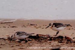 Bécasseau sanderling
