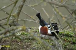 Canard souchet