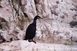 Cormoran huppé
