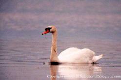 Cygne tuberculé