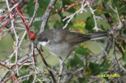 Fauvette orphée