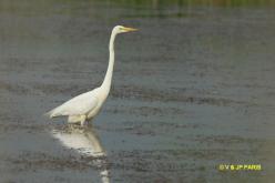 Grande Aigrette