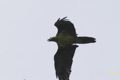 Gypaète barbu