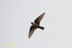Hirondelle de rochers