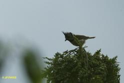 Mésange huppée